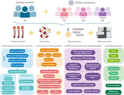 T cell receptor β repertoires in patients with COVID-19 reveal disease severity signatures
